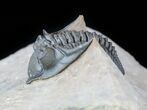 Cute, Metacanthina (Asteropyge) Trilobite - Lghaft #57668-5